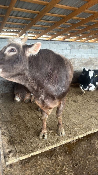 Бык, КРС, коровы