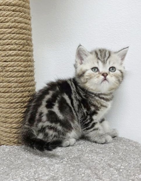 Котики шотландские,