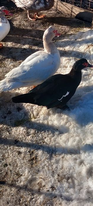 Rate mute tinere, 2 pauni masculi tineri