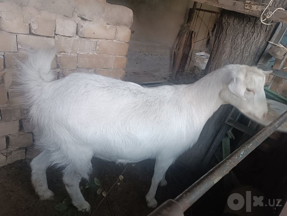 Рус ок эчкиси ургочи