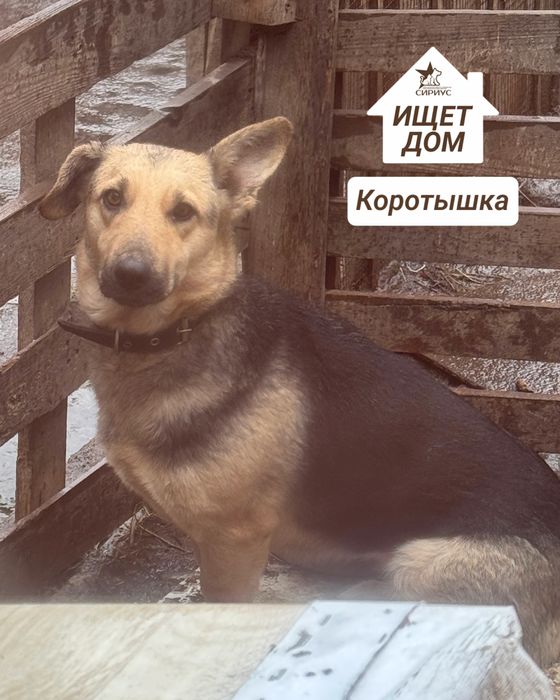 Собаки в поиске хозяев!