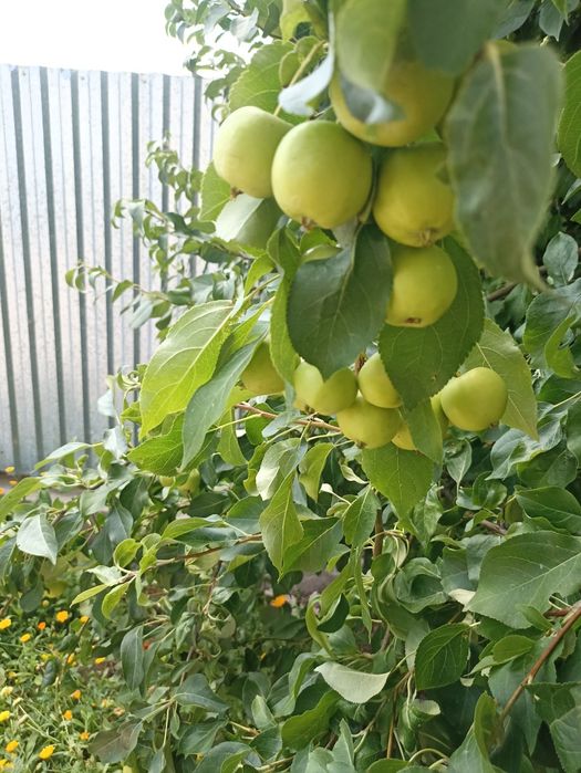 Продам дом с.Жибек жолы