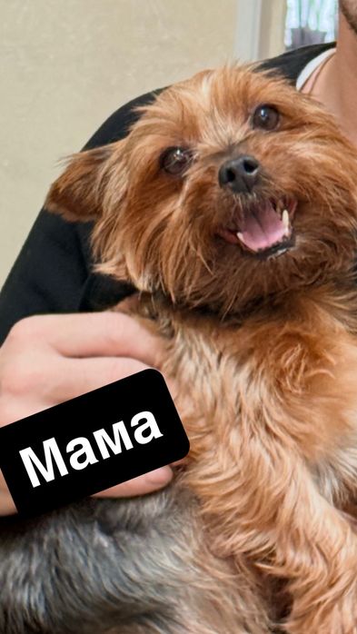 Продам щенка йорка девочку