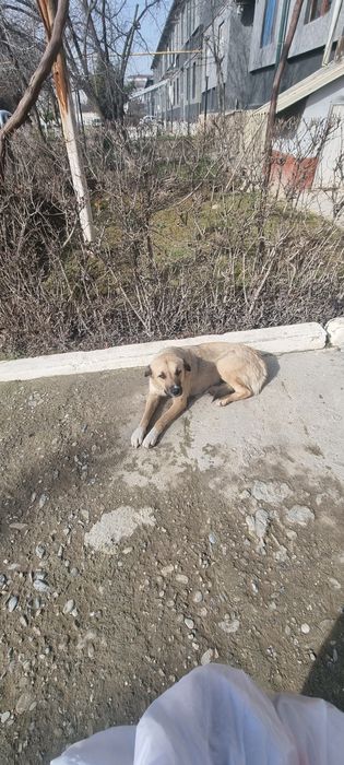 Aqilli kuchuklar 3 yosh