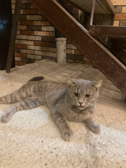 Turetski angora  rangi seriy