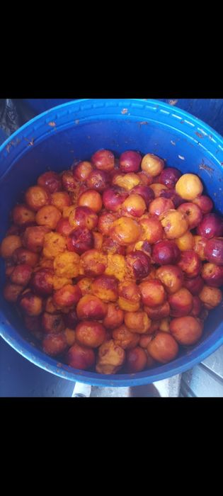 Piersici,caise ,nectarine