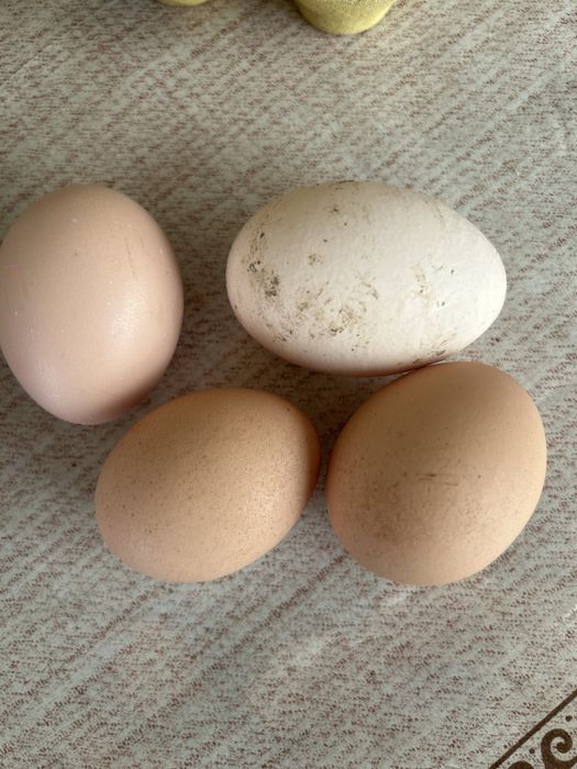 Oua de tara proaspete 1,5 lei bucata
