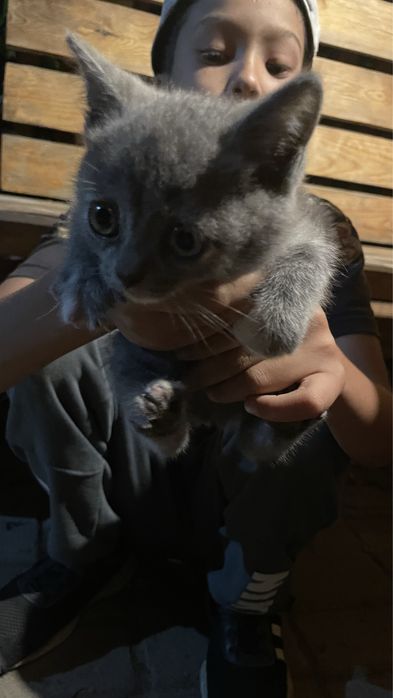 Котенок британец