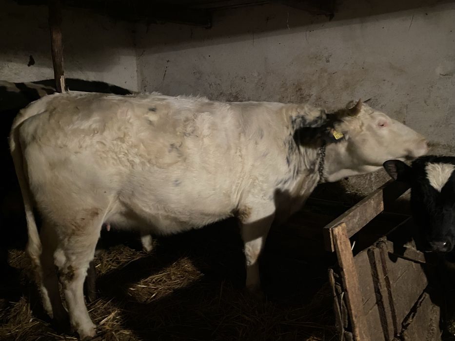 Vand jurinca belgian   Mama hostin de 2 ani gestanta in 7 luni  vitel