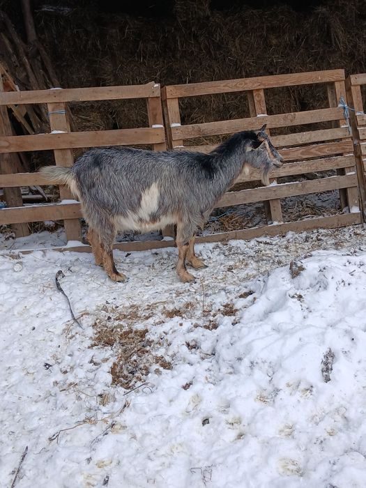 Vand  capre si berbec berga