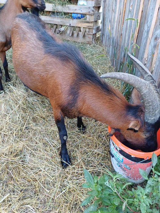 Vând țap alpin francez