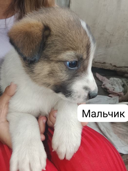 Отдам щенков бесплатно