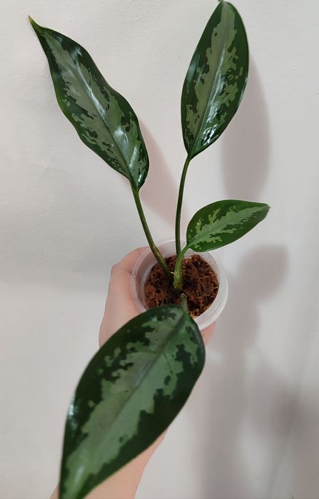 Тайские Аглаонемы