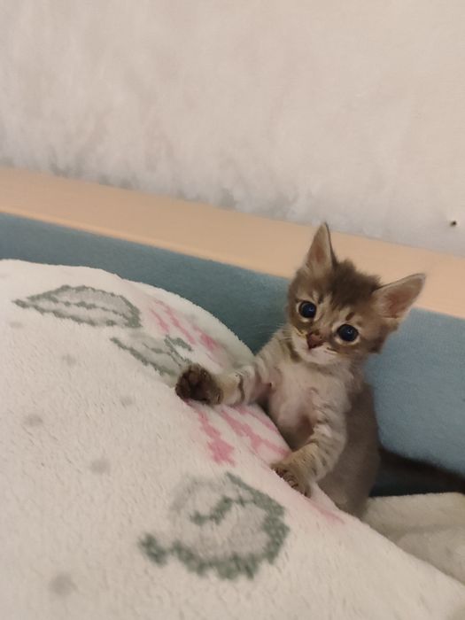 отдам в добрые руки  котёнка.