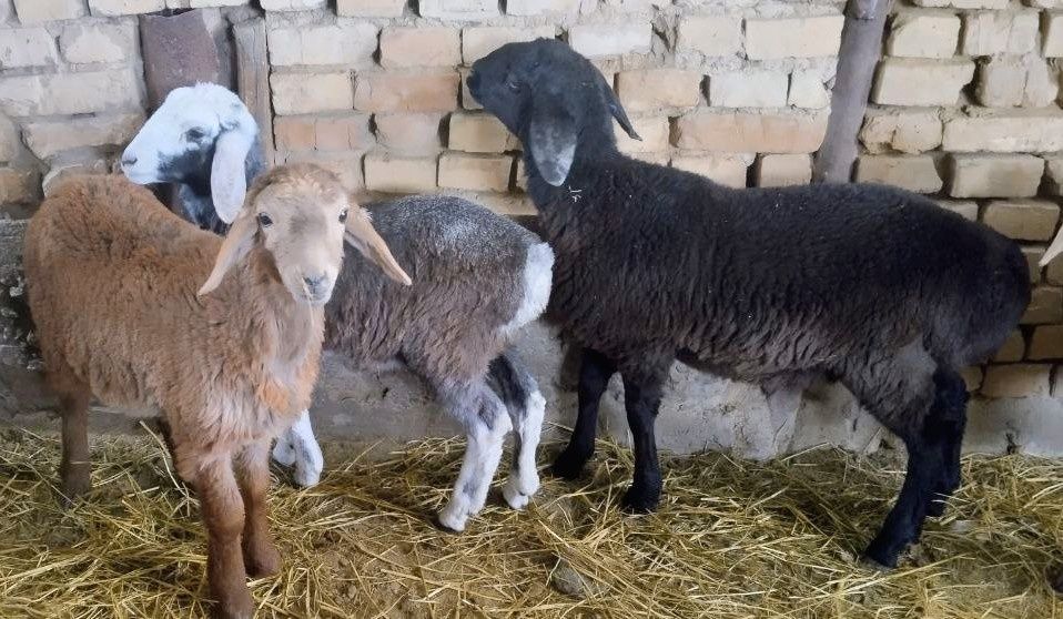 Qo'zichoqlar sotiladi