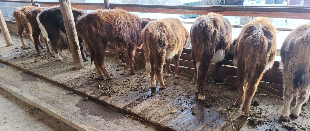 Бұзаулар сатылады