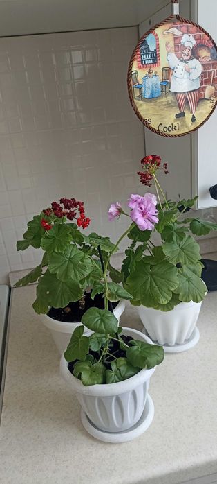 разные цветы от 1000 тенге