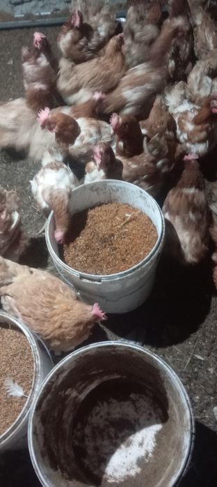 Тауыктар сатылады Ломан