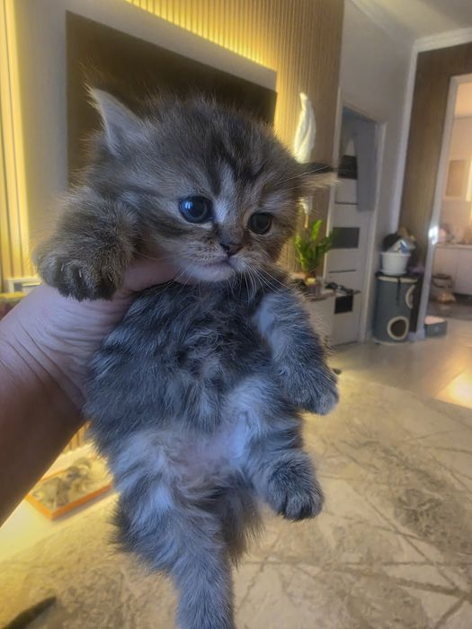 Продается котята
