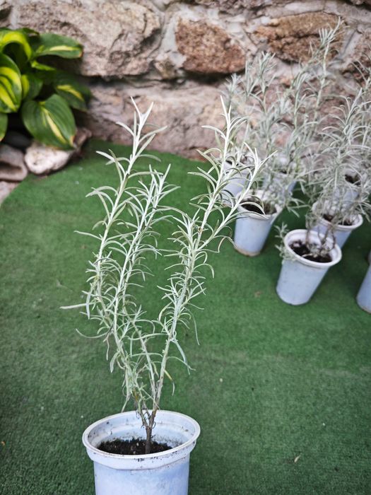 КЪРИ - Незаменима подправка на всички месни ястия