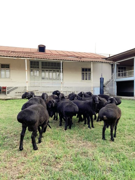 Qõchqorlar Sotiladi Yeb Ichishlari Zõr Sõiyshgayam Tayyor