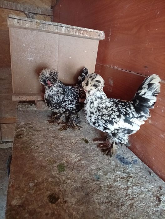 Vand sau schimb găini ..fazani...pauni