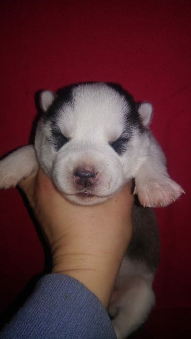 Продам щенков сибирский хаски