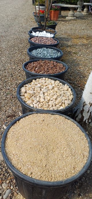 Plante leylandii si multe altele