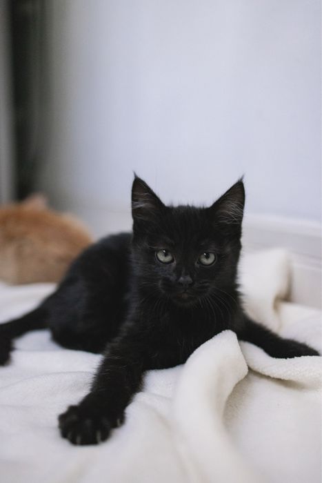 Котенок в добрые руки