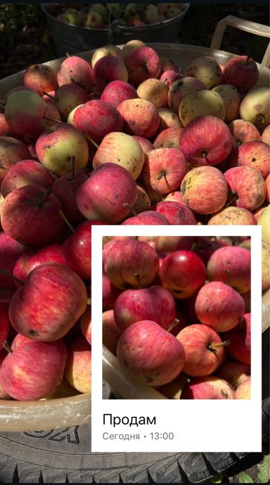 Продам дачные сладкие яблоки