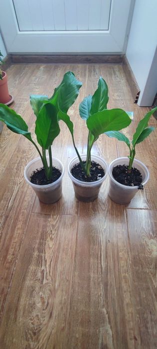 Спатифиллум-женское счастье