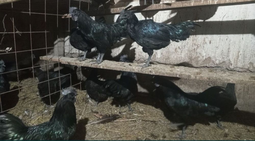 Продам кур породы ухейилюй
