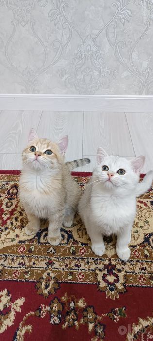 Котята британский шиншилла