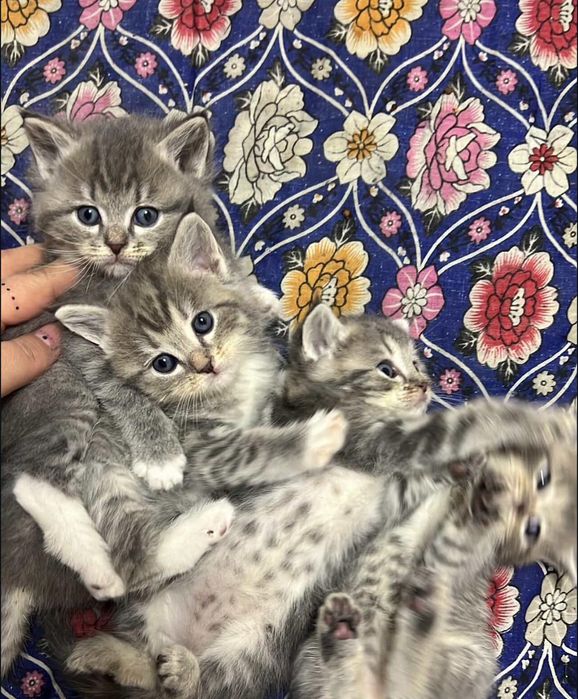 Продаются котята 3 девочки пародистые