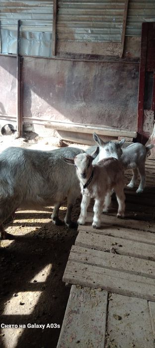 Альпи еркек лақ 15 мың