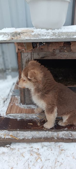 Отдам даром собачку