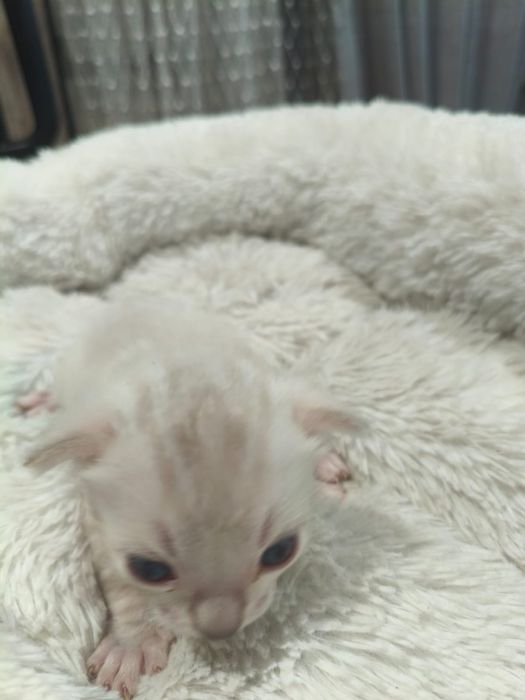 Котенок продается