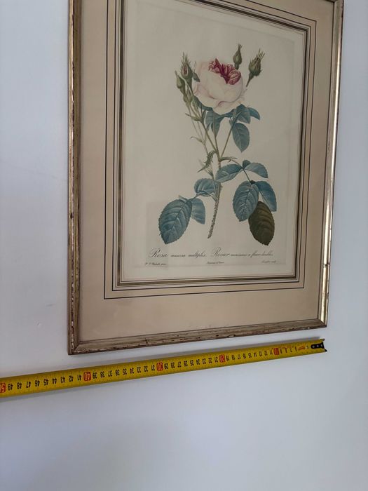 Print oficial La Redoute 3-a editie sec 19 trandafir alb rar