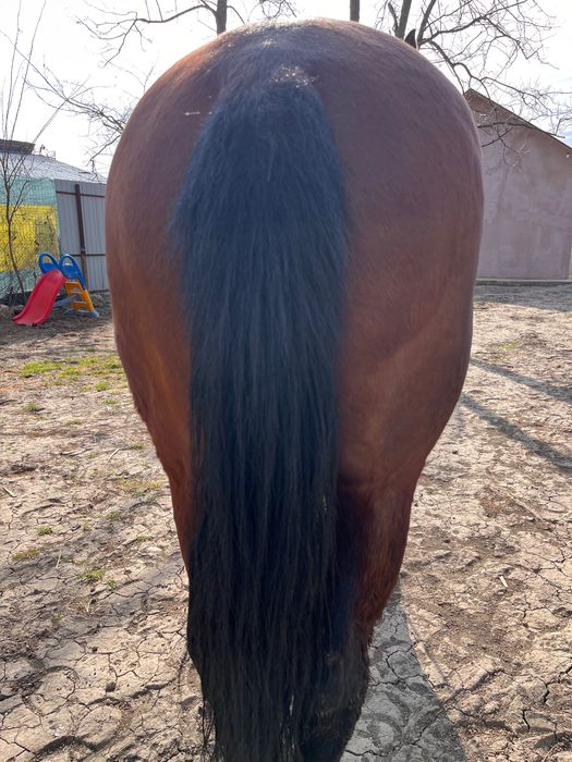 Vând cal foarte cuminte !