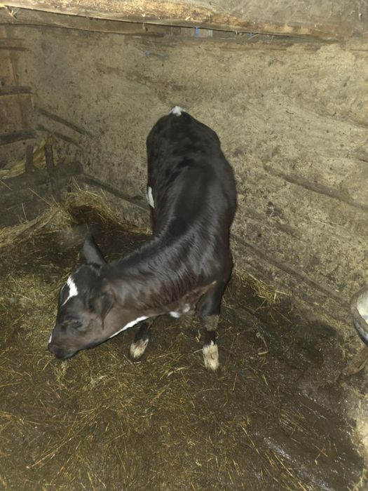 Vând vițea de rasa