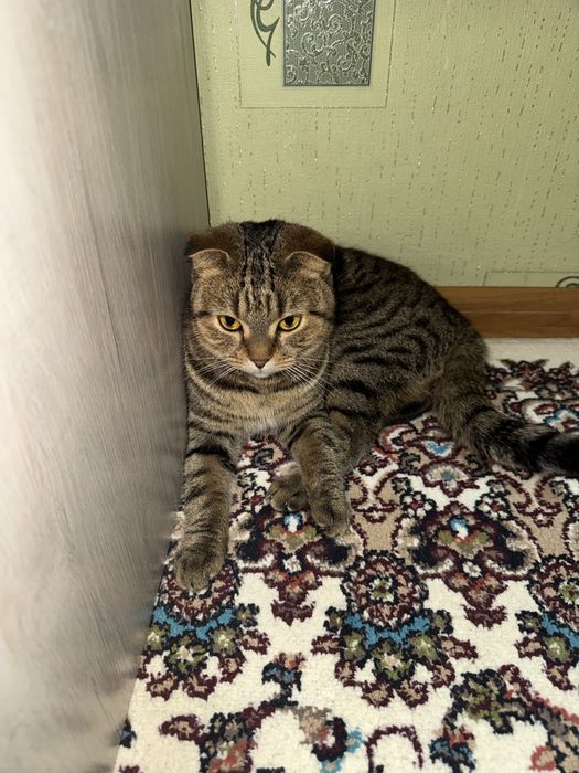 Scottish fold 6 ойли