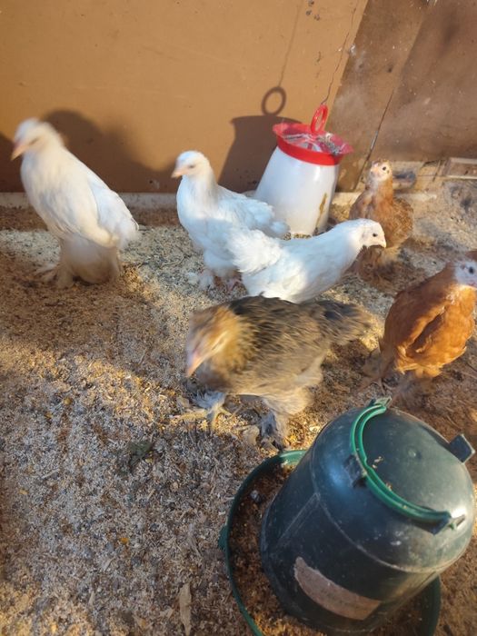 Găini moțate și tineret . Preț antre 60 de roni și 250 de roni