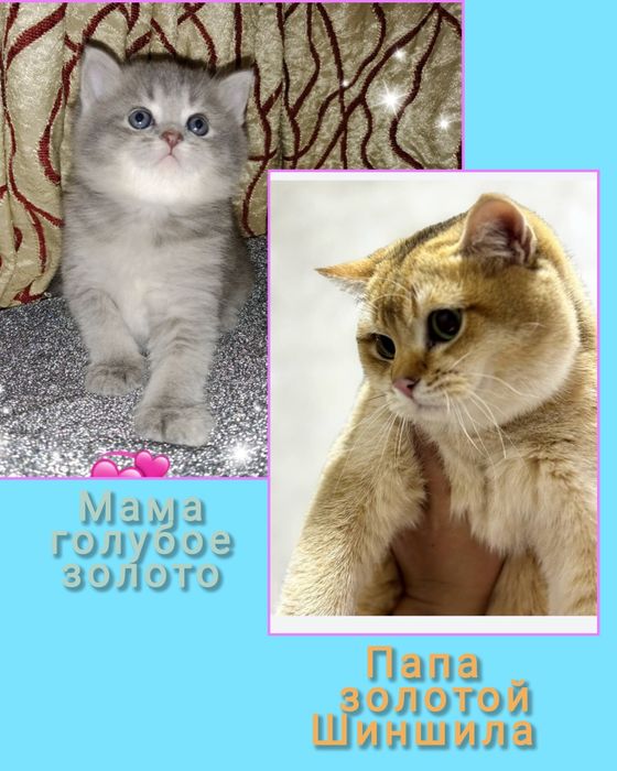 Роскошный Золотой Шиншила ny12 зеленоглазый мальчик