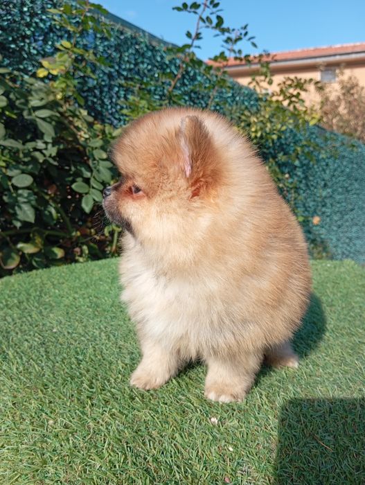 Померан померанчета