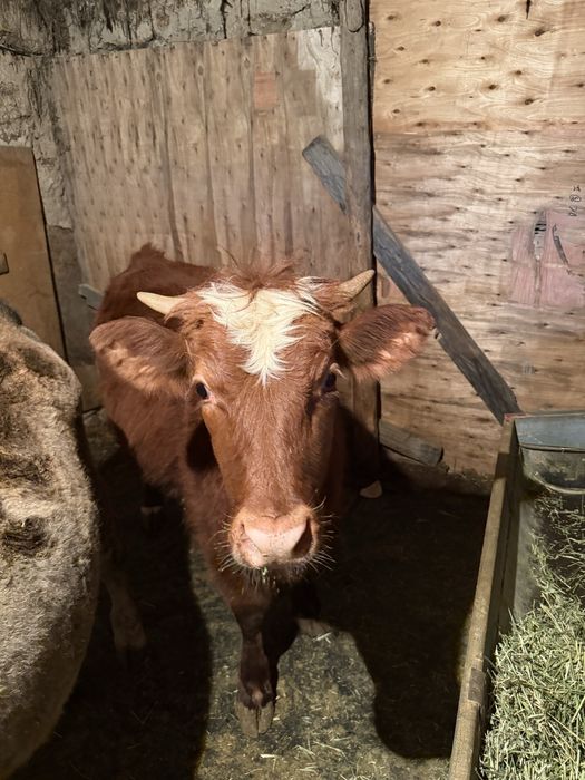 1,5 жасар Құнажын сатамын