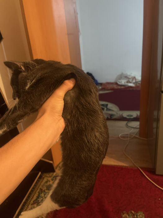 Кошки мысык коттттт