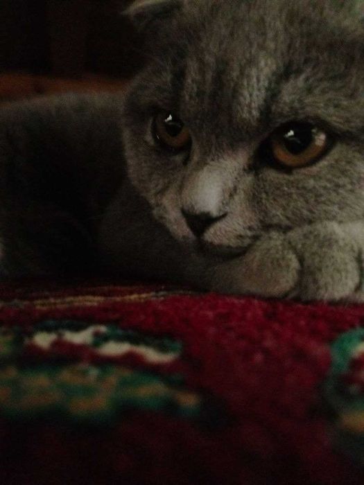 Mushuk sotiladi tezda