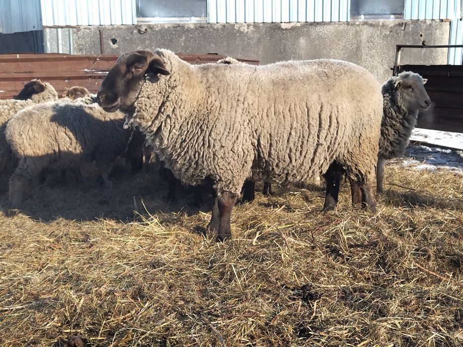 Продам кошкара ..