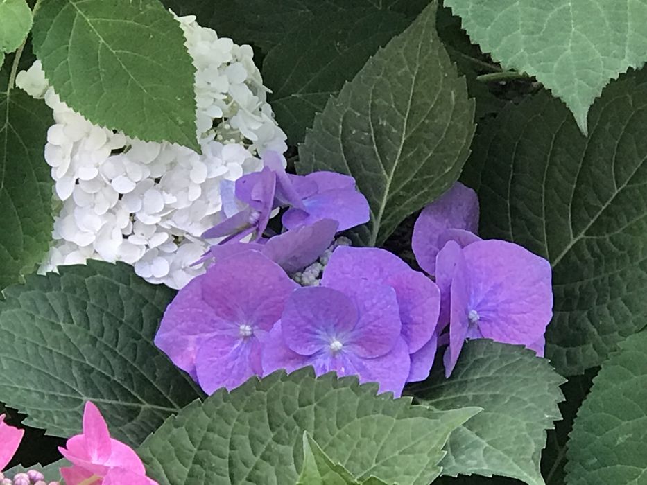 Гортензия макрофила крупнолистная