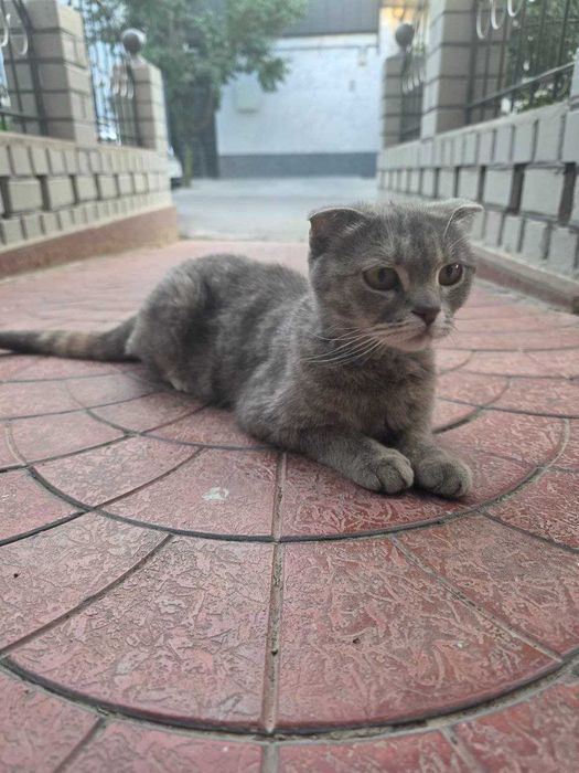 Бесплатно кошка, Юнусабад телевышка